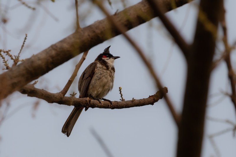 red whiskered bulbul look-at my hair style paladugu rajasekhar andhrapradesh creativehut