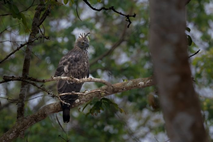 spizaetus i can see the unseen paladugu rajasekhar andhrapradesh creativehut