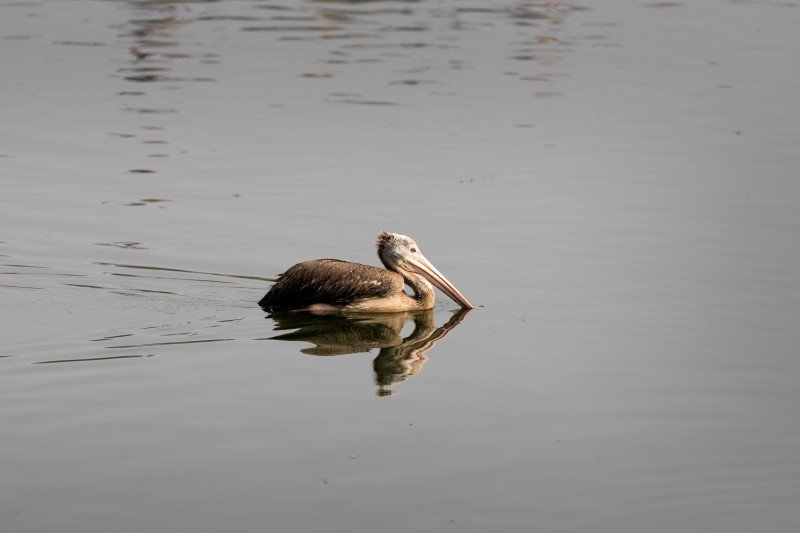 spot billed pelican i can fly i can swim paladugu rajasekhar andhrapradesh creativehut