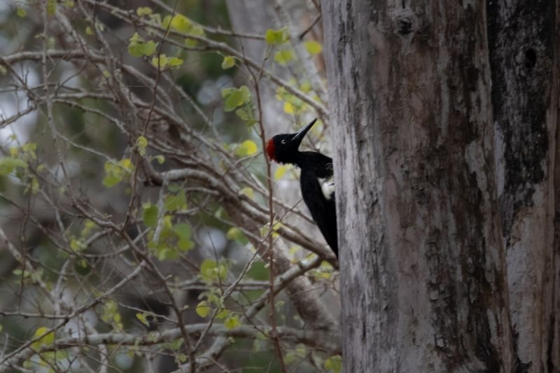 white bellied woodpecker i like to drill trees paladugu rajasekhar andhrapradesh creativehut