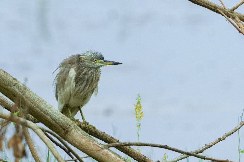 american bittern on the branches of the tree