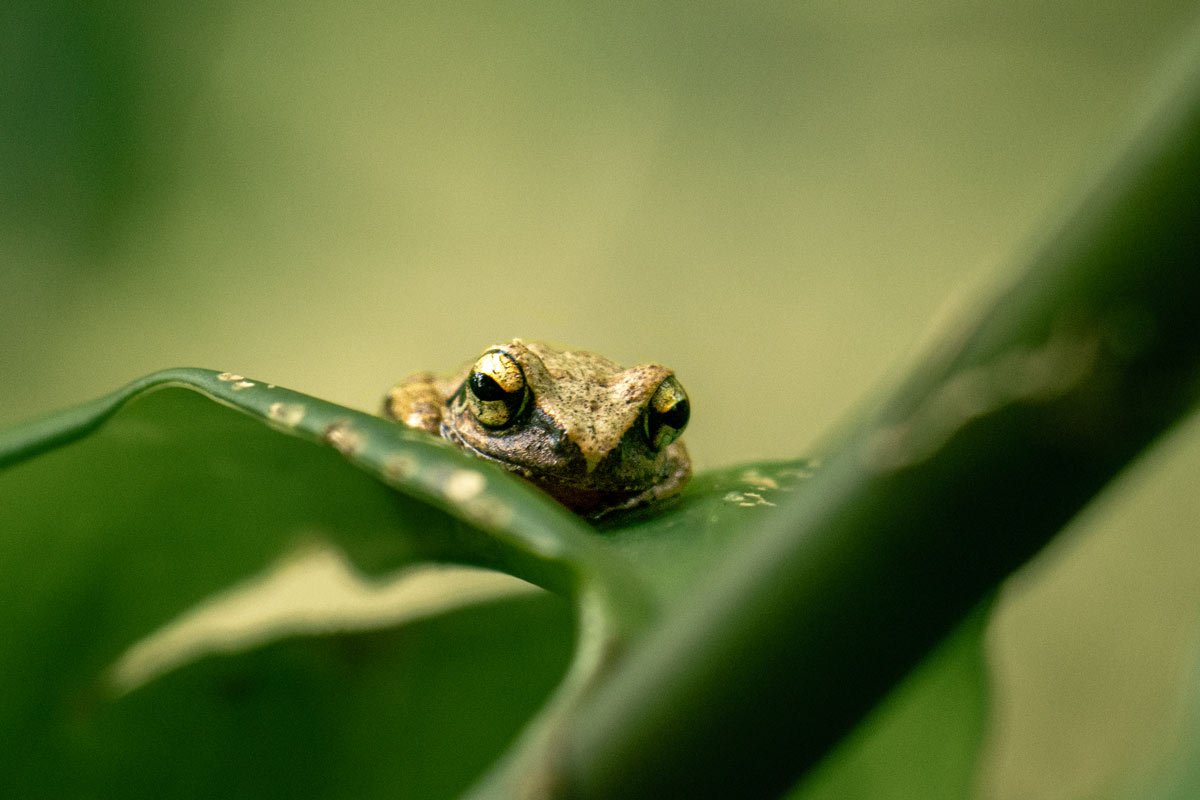 a frog actively sitting on a leaf.