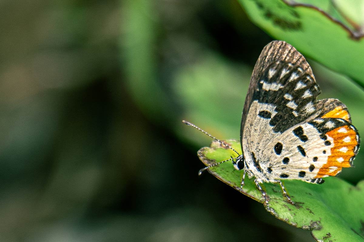 a butterfly resting on a leaf