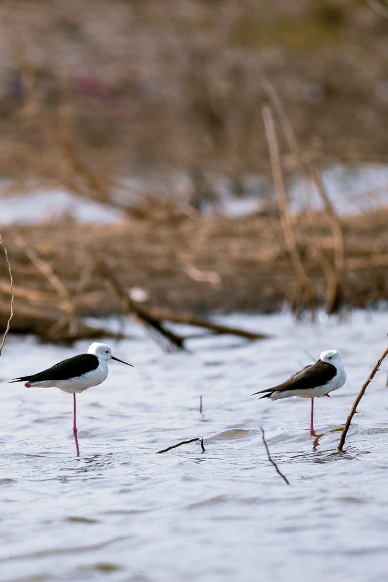 two birds standing near by lake side