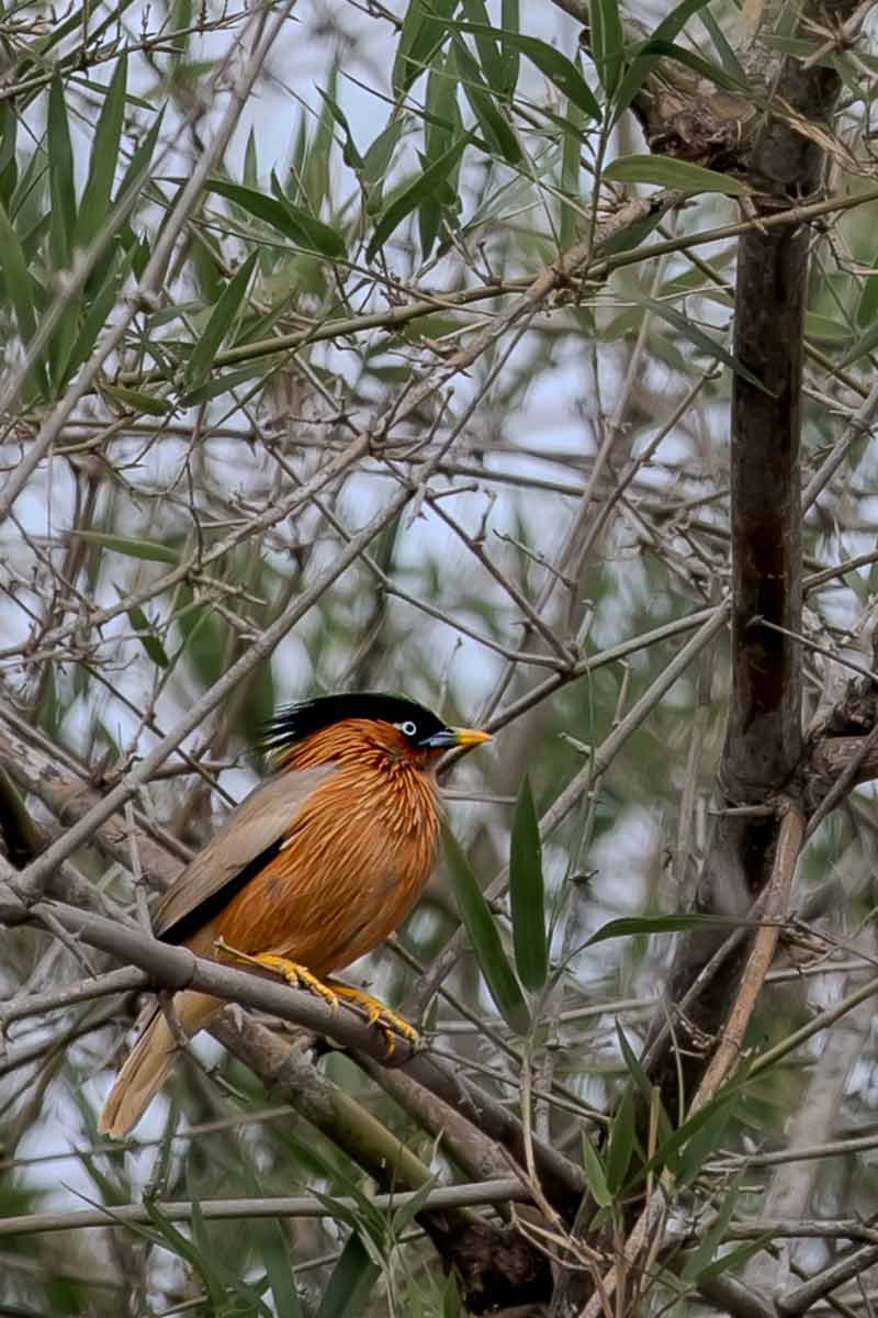 bird sitting on the green tree branch