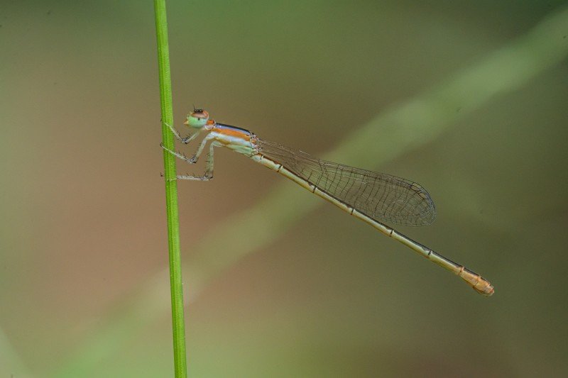 dragonfly-on-a-stick