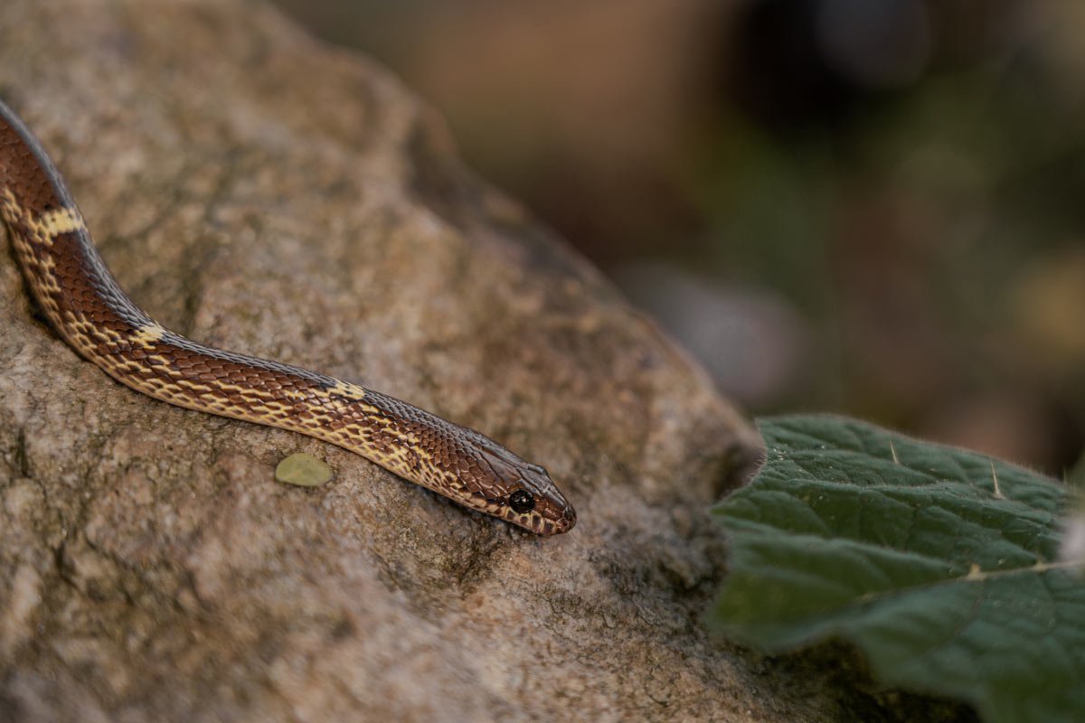 a snake which is in brown and white doted