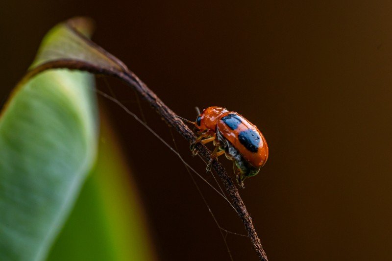 red-beetle-creeping-on-a-branch