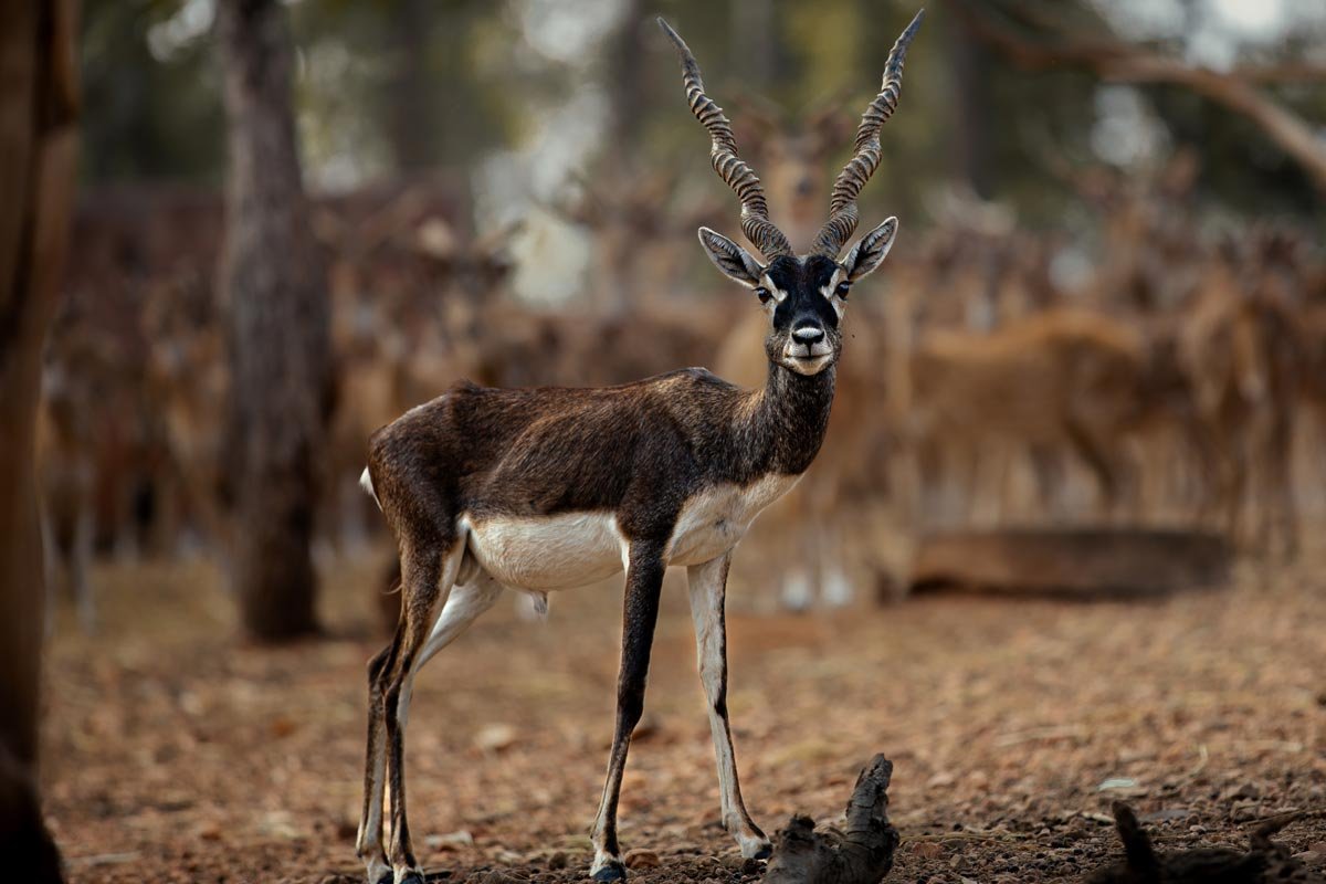a deer seeing through words camera