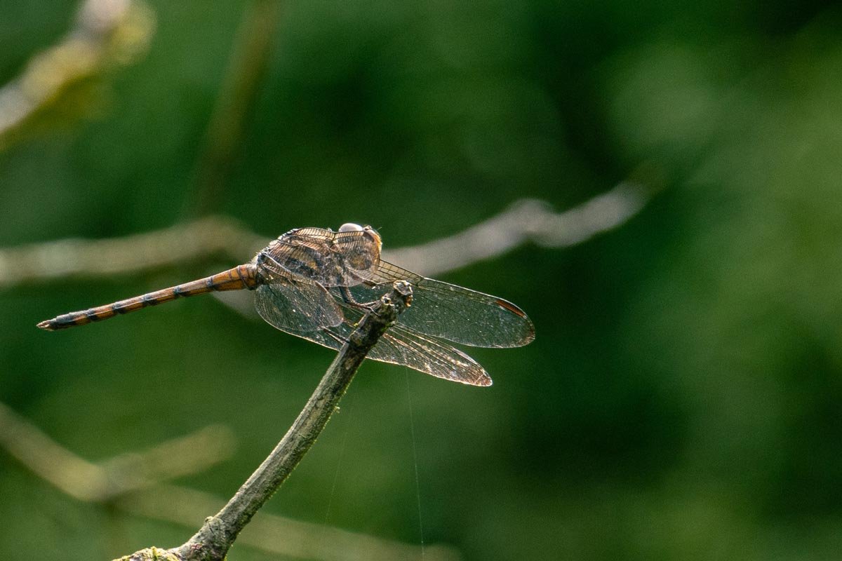 a dragonfly sitting gently on a branch