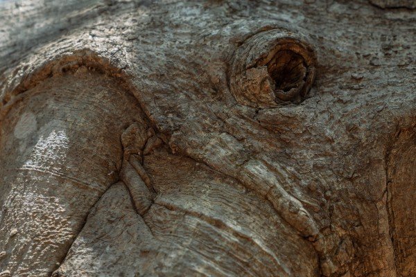 branch of tree
