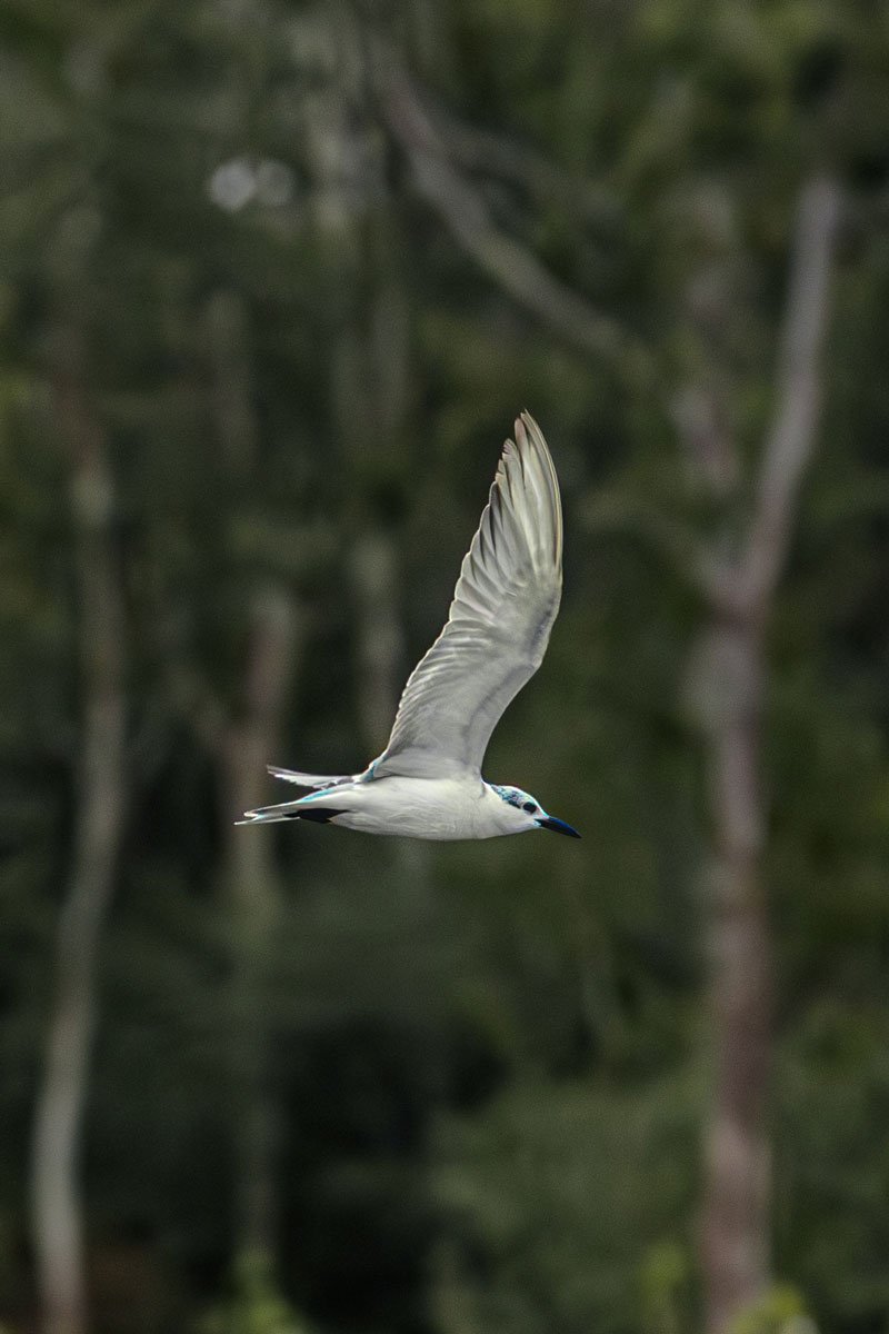 a white bird with green back ground
