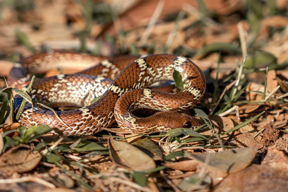 a snake which is ready to attack