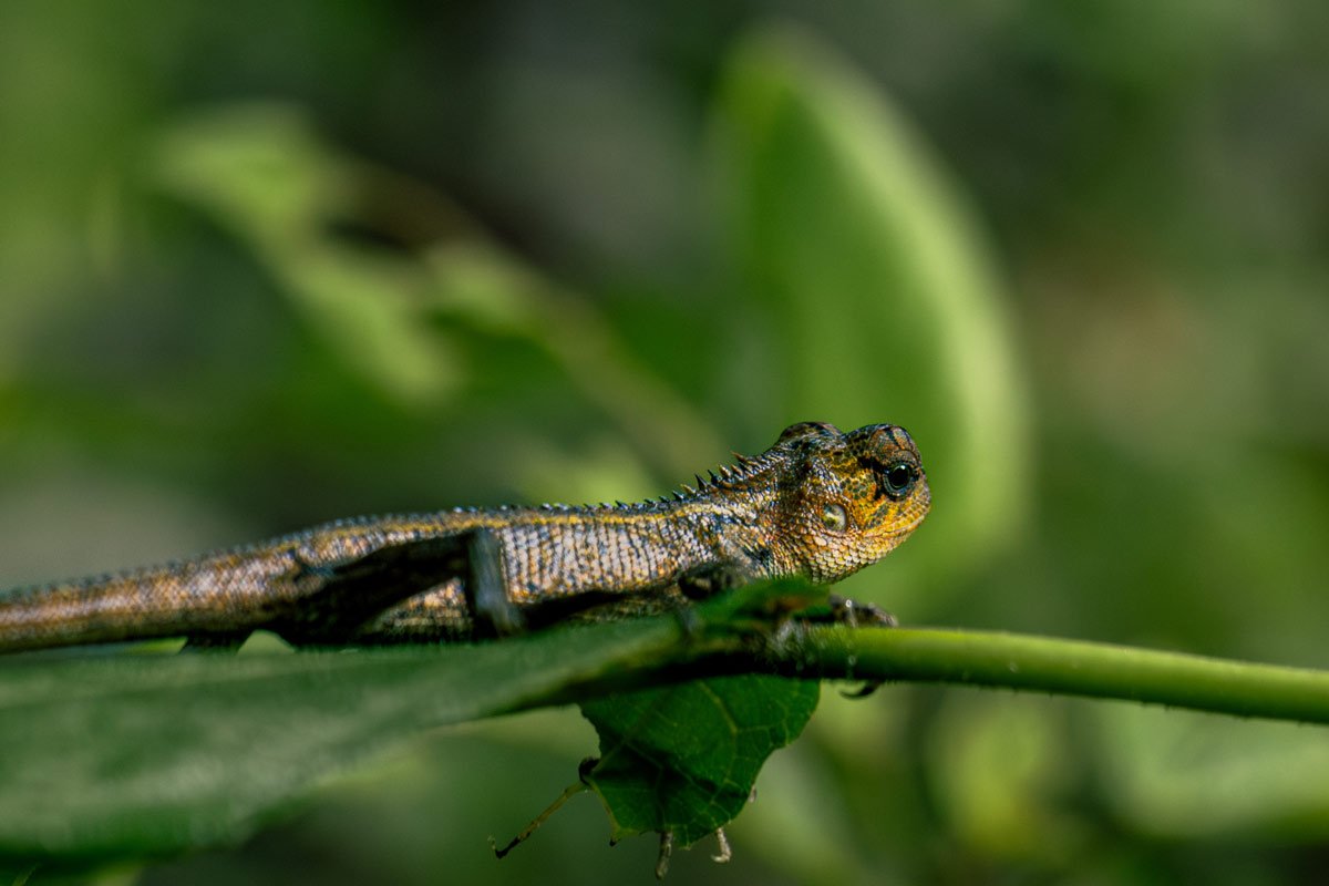 a fearful lizard sitting on a branch.