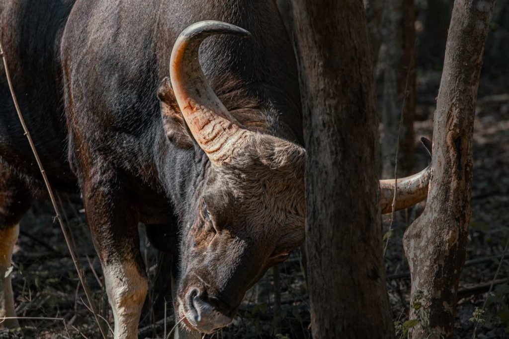 a buffalo rubbing hrad to the tree