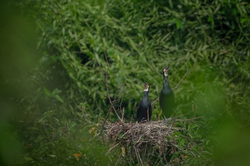 birds with nest