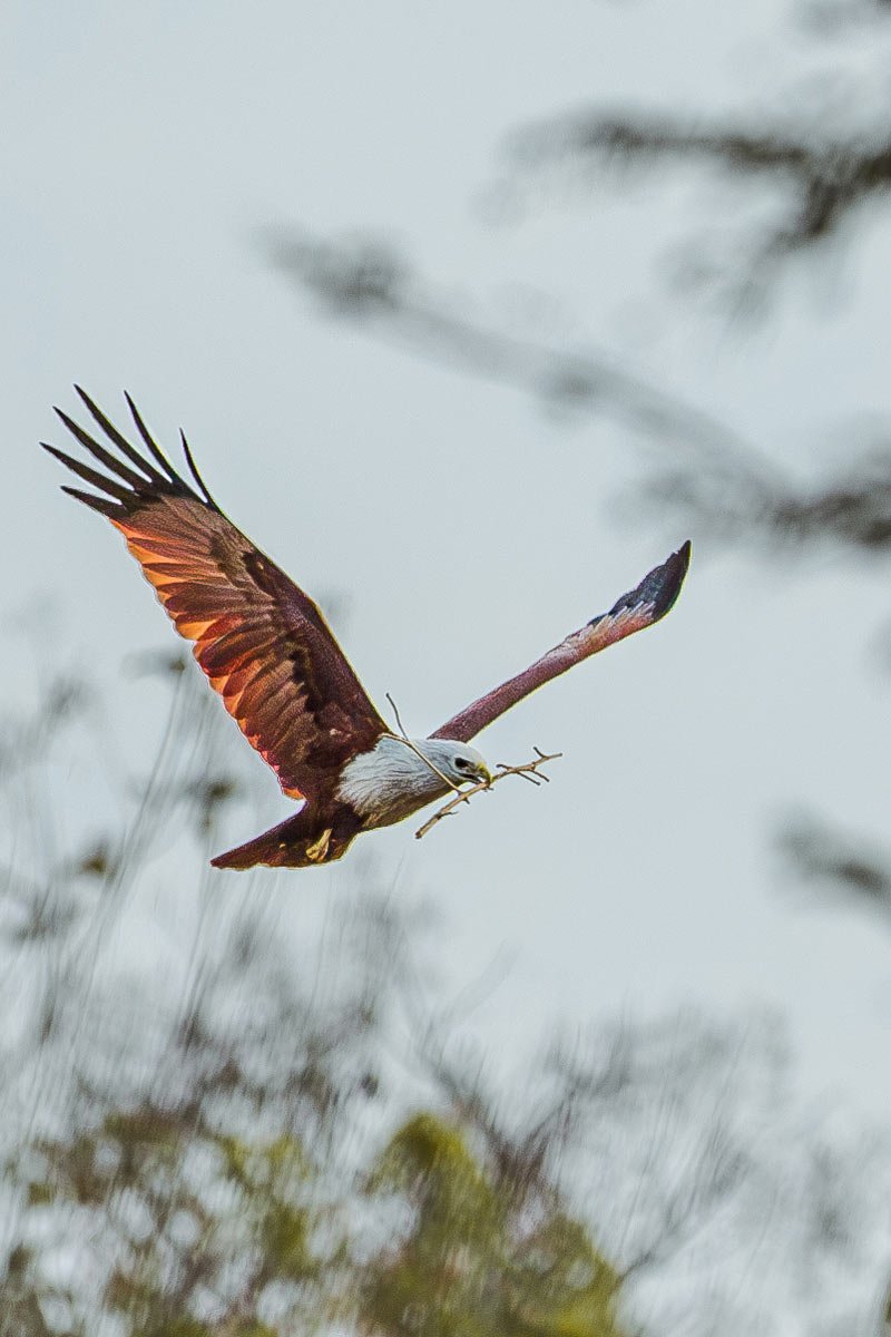 a eagle which is holding stick in mouth
