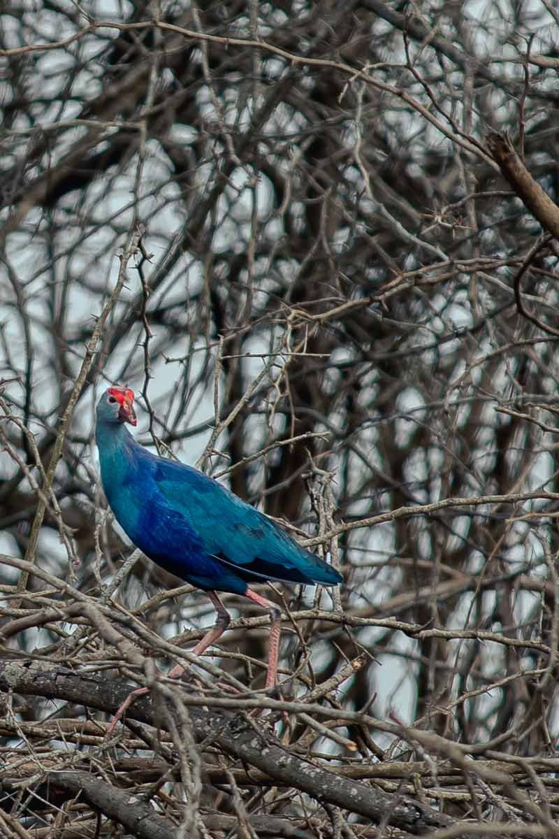 blue coloured bird sitting on the dry branches