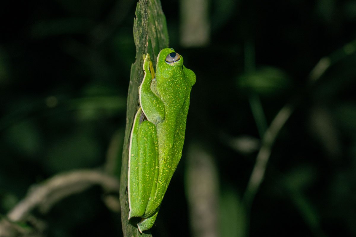 a sleepy frog resting on a leach