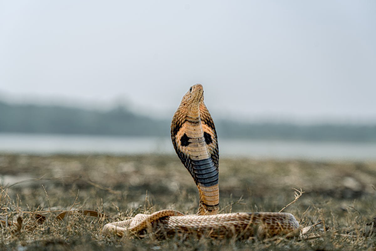 a snake king cobra with a blue sky