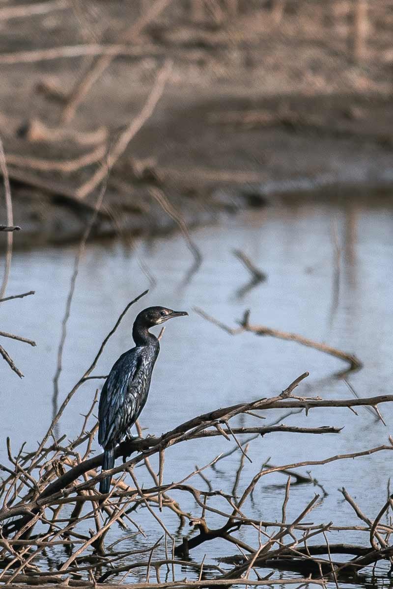 black bird sitting on the branch near br lake side