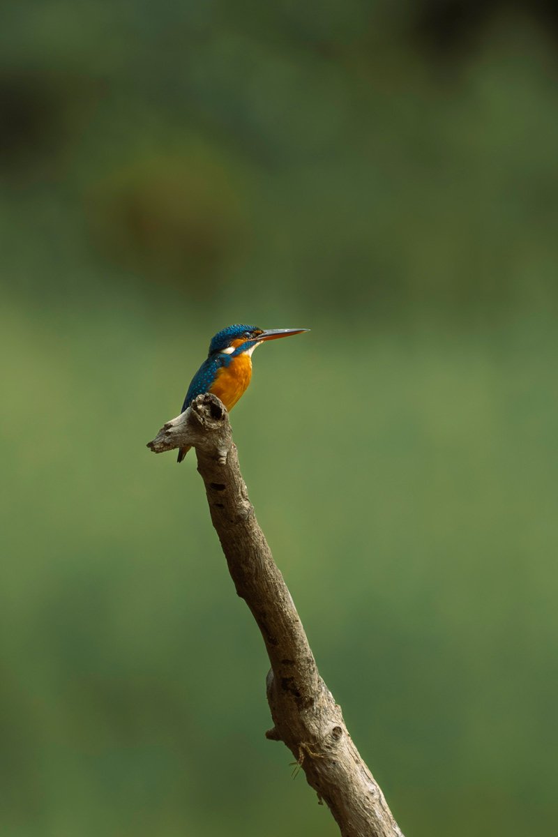 kingfisher sitting on branch