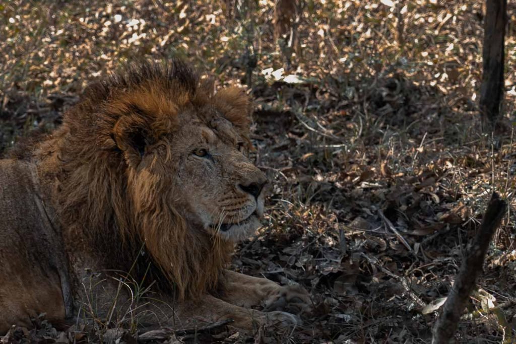 lion taking a rest under the tree