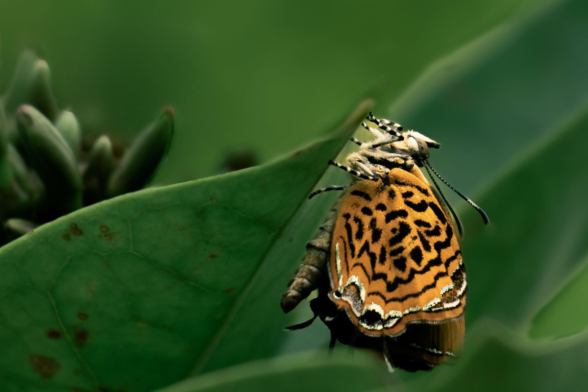 a orange butterfly resting on the leaf