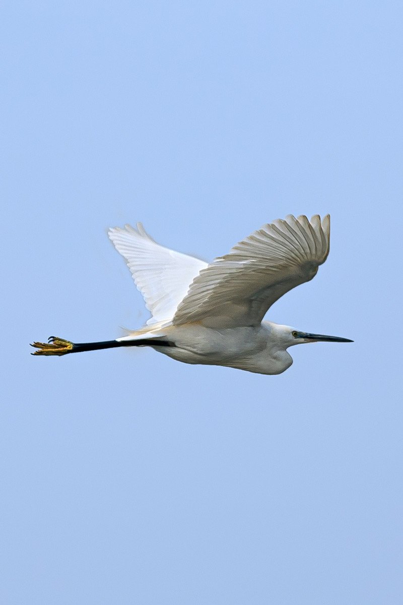 a white bird with cool sky