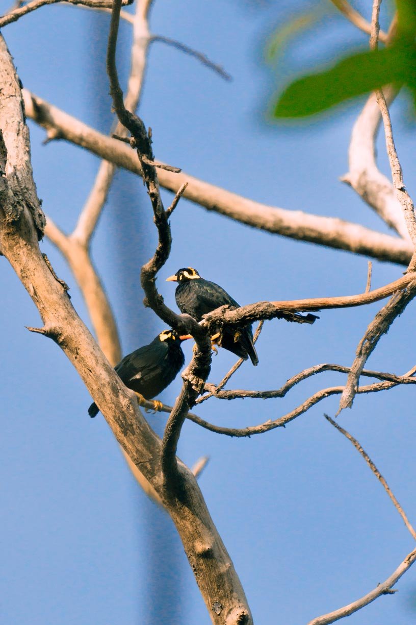 two black birds sitting on dry tree