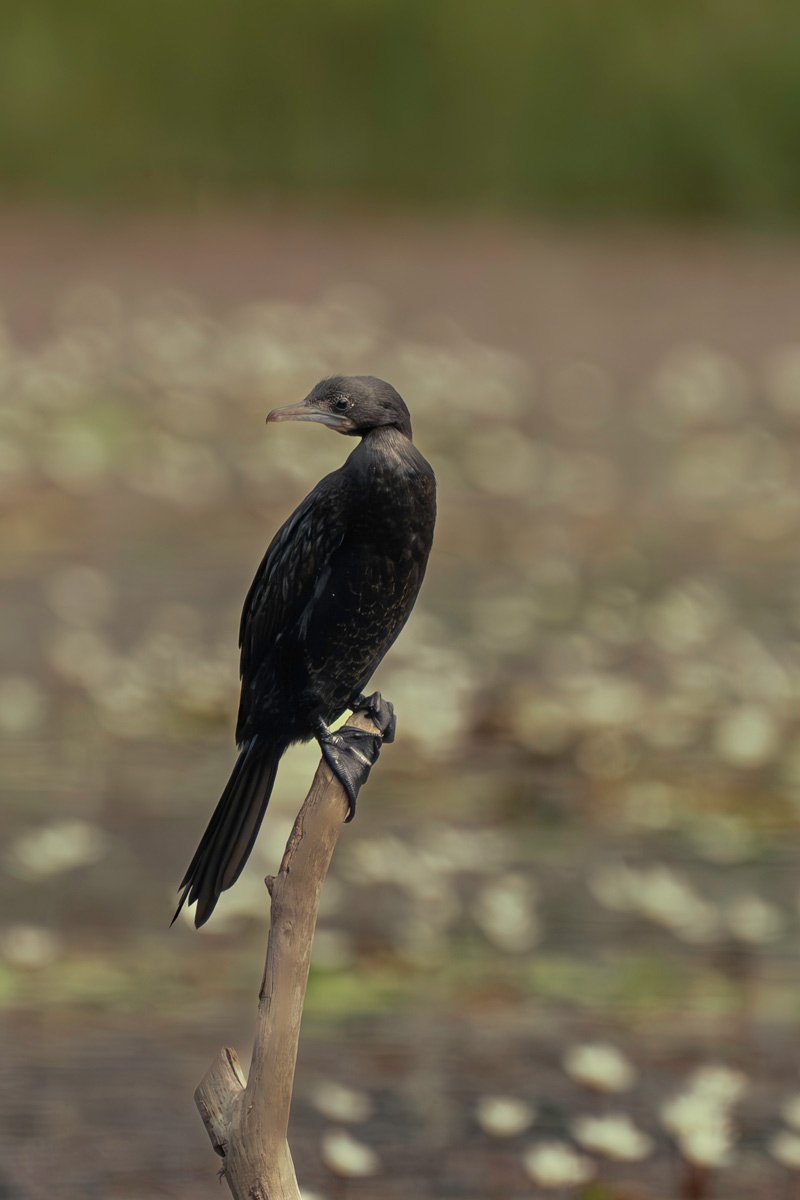 black bird sitting on branch near river