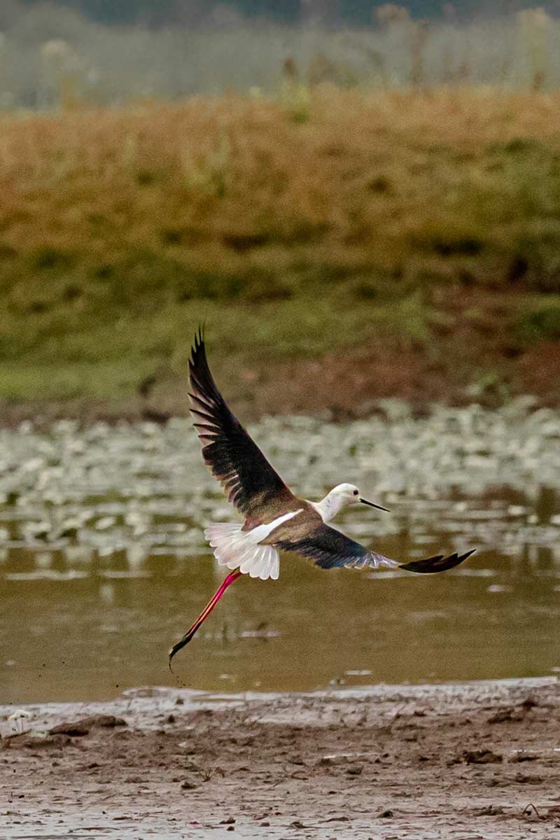 a bird which is in white and black colour with red leg