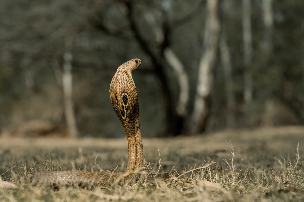 a king cobra with green blurred background
