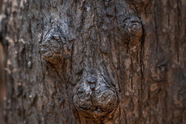 branch of tree