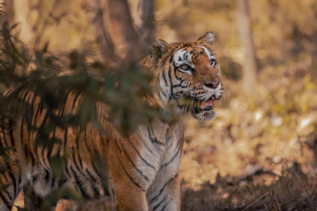 a bengal tiger in angry mood