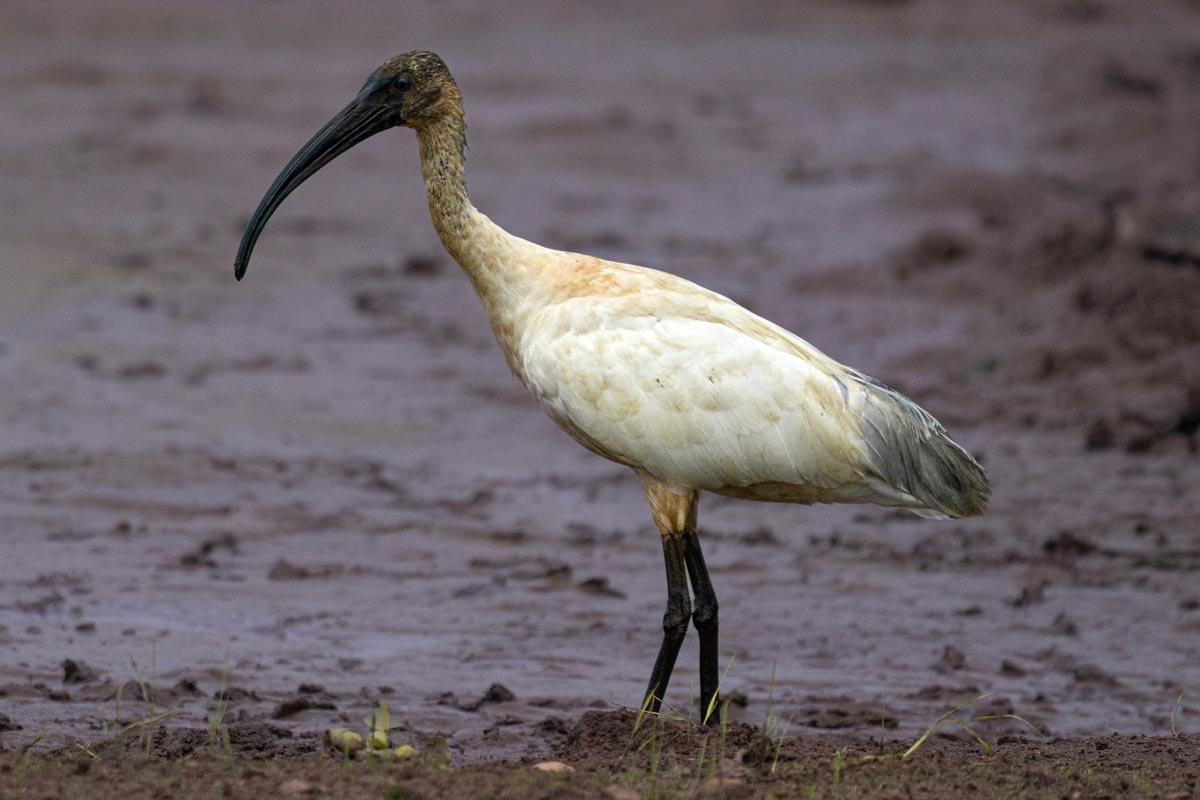 Black-Headed Ibis in muddy wet land