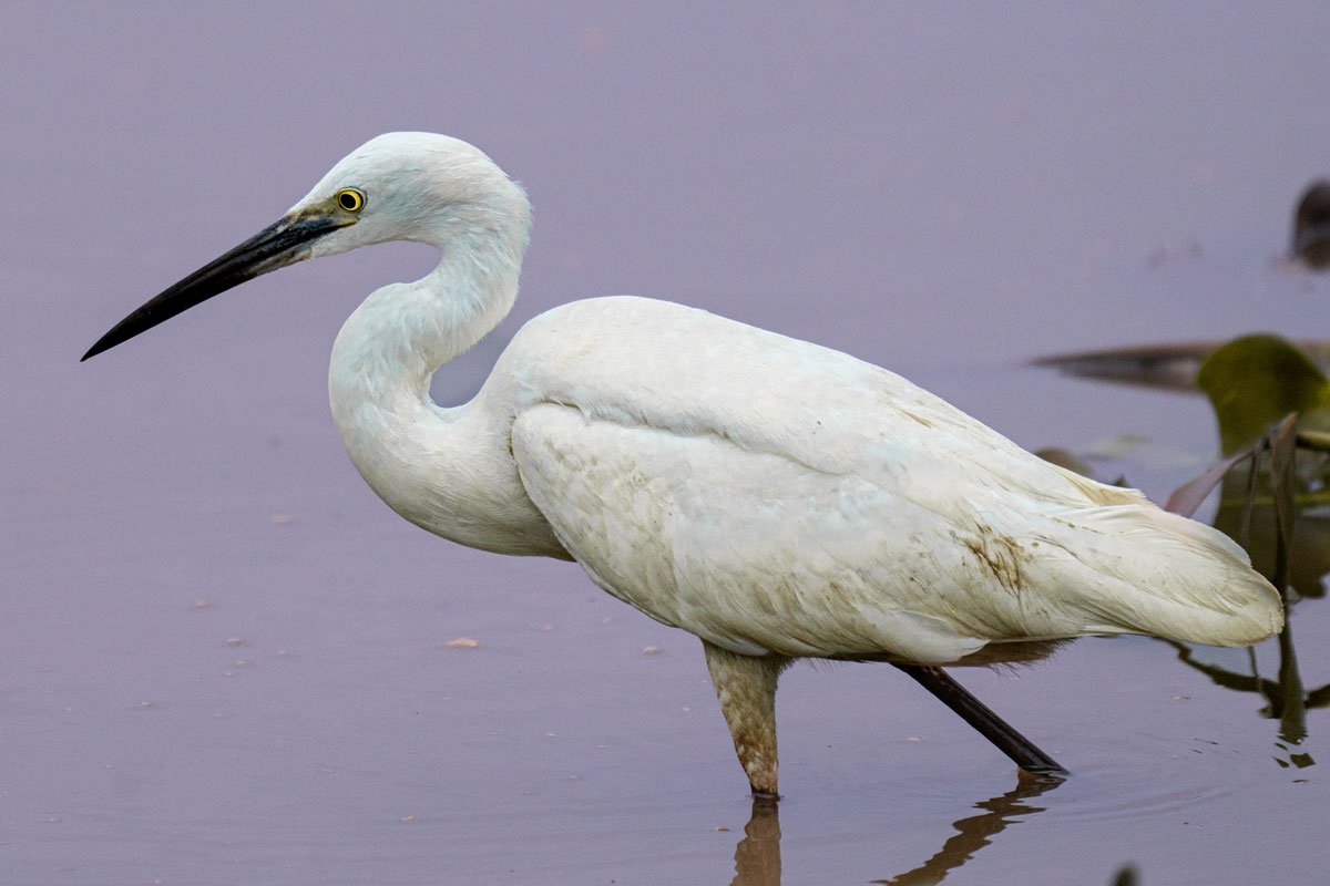 Little egret standing in water