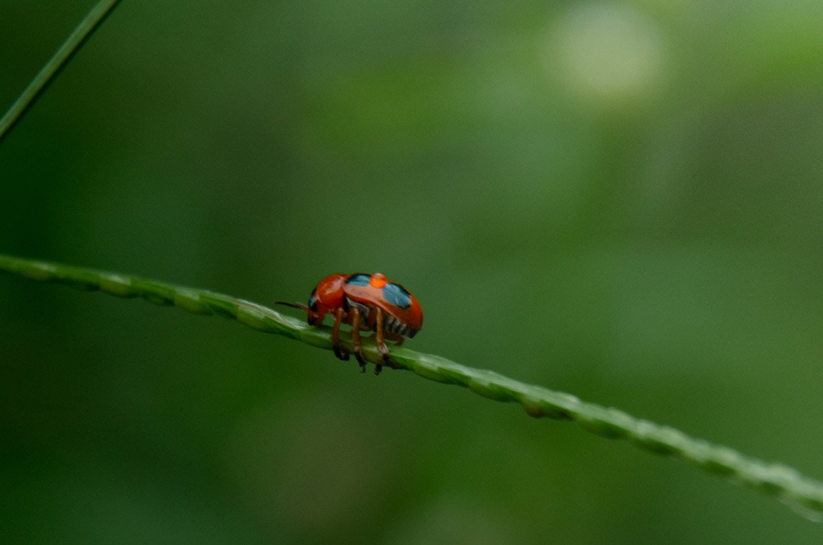 leaf beetle on leaf