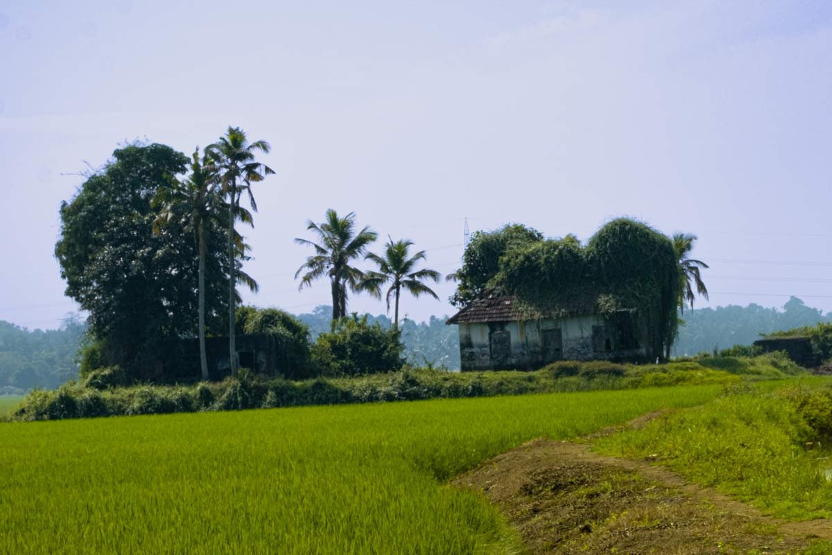 Old house in between of Farmland
