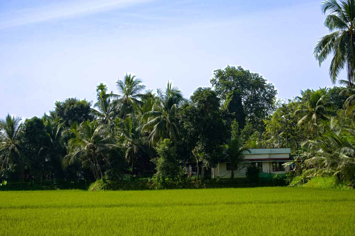 House covered with coconut trees
