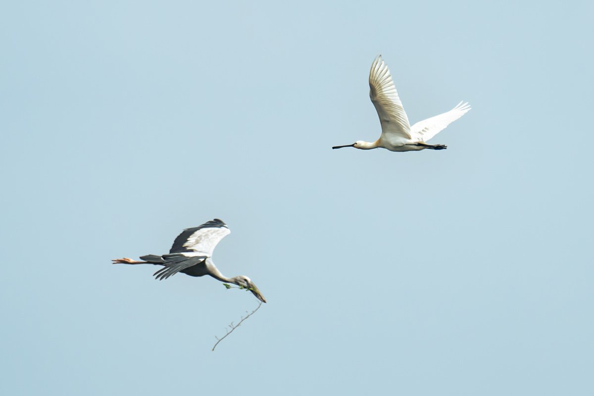 2 birds flying opposite to each other