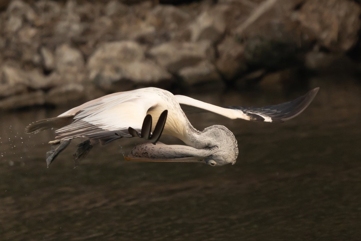 spot billed pelican while flying put his his head to downwards