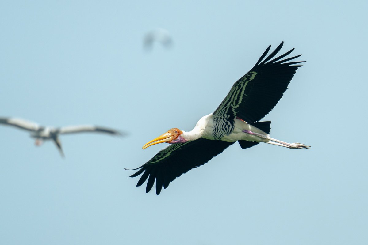 a stork flying high in the sky
