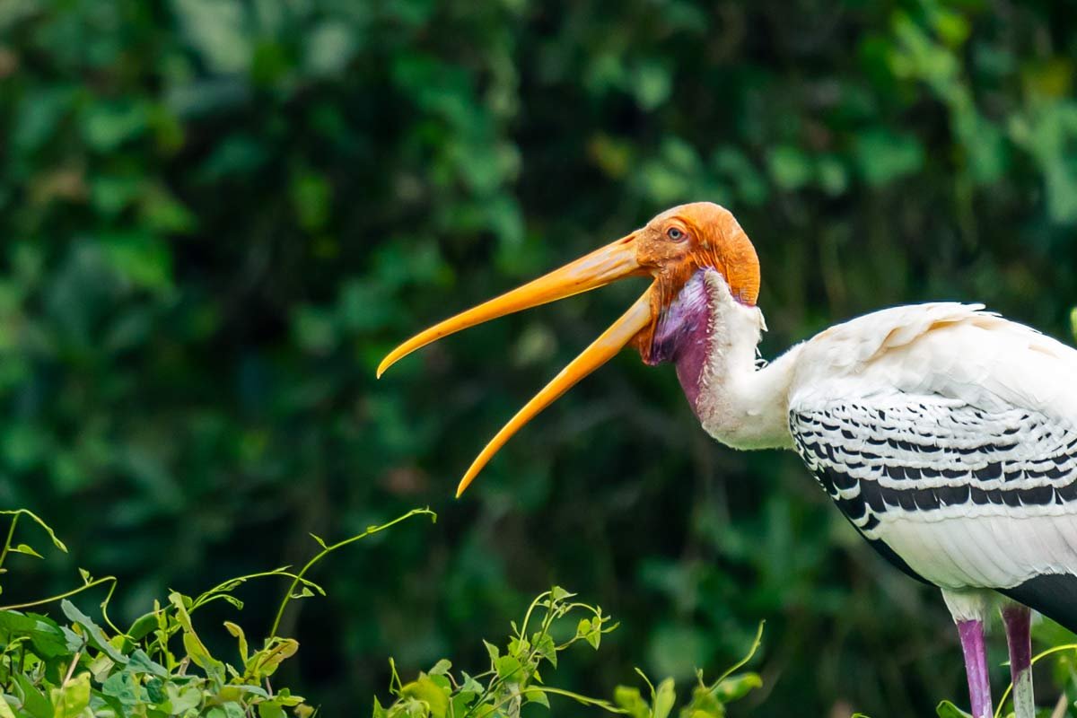 stork's long yellow beak