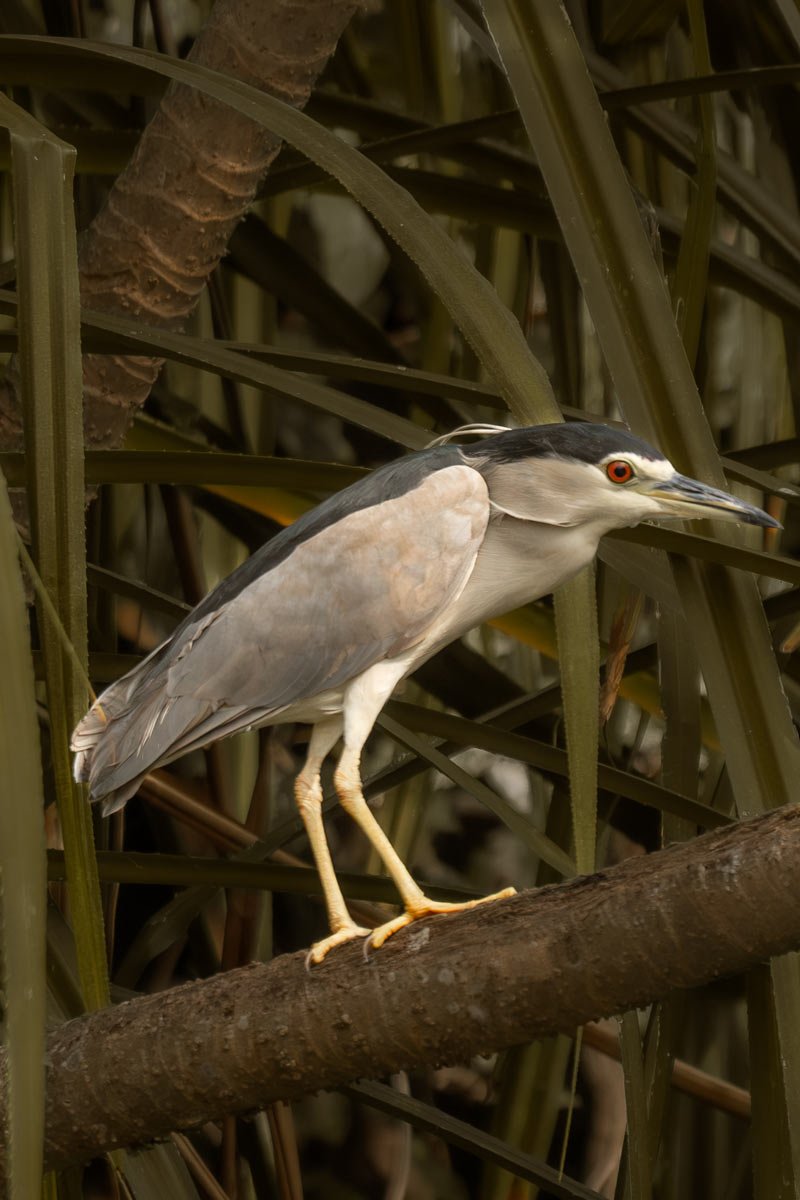 a night heron is standing in the tree