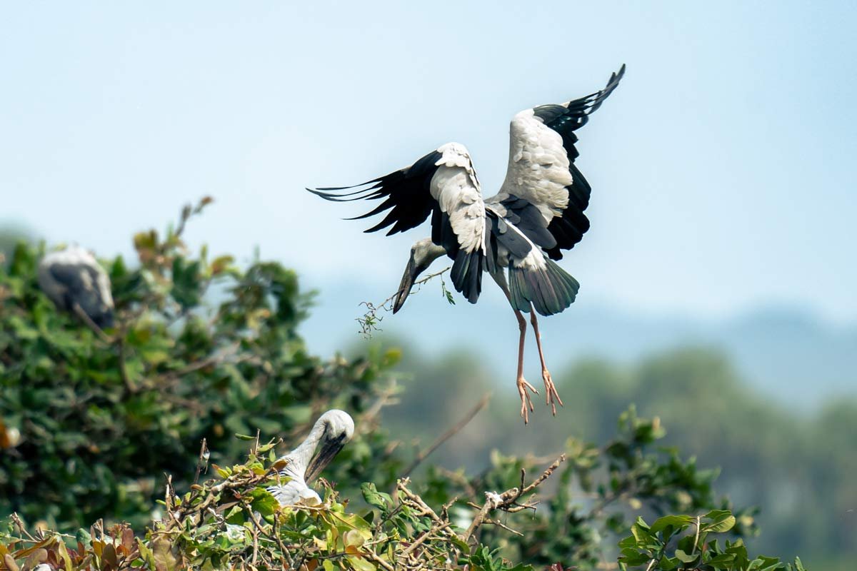 a bird giving twigs to partner to build nest