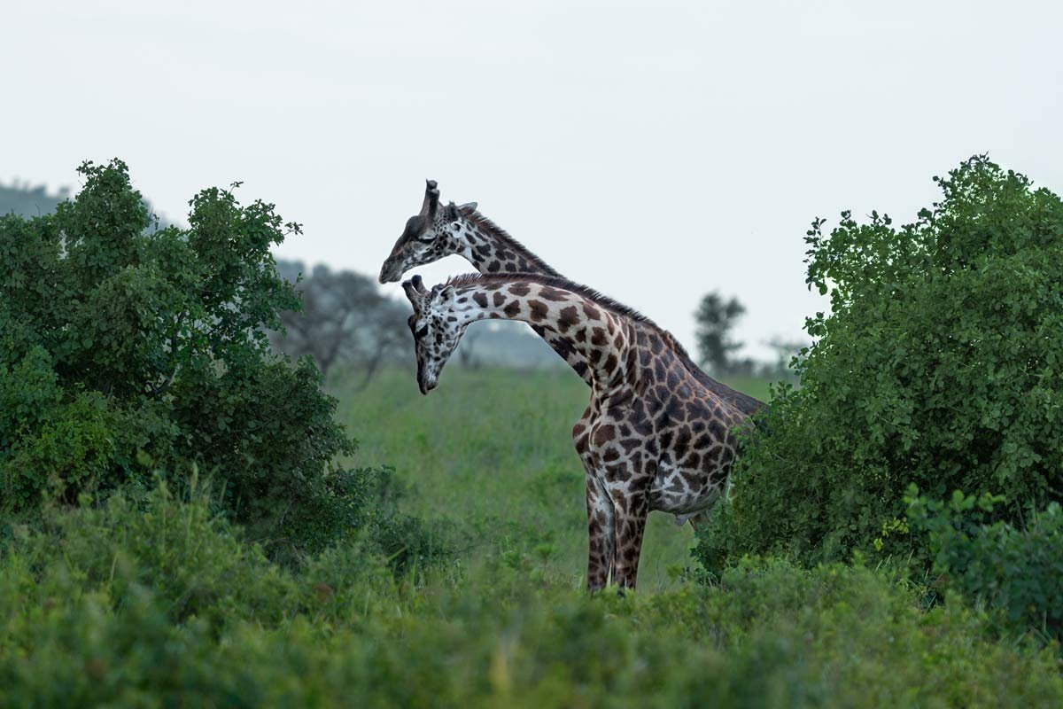 Two giraffes in between the bushes.