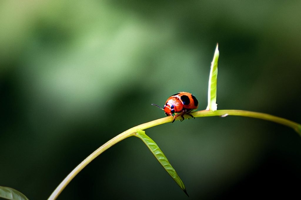 coccinella species beetle sliding through stem
