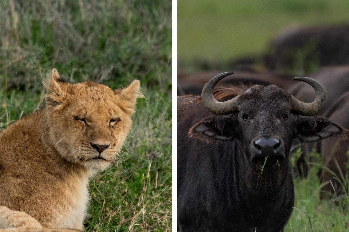 A close-up portrait of a lioness and a cape buffalo.