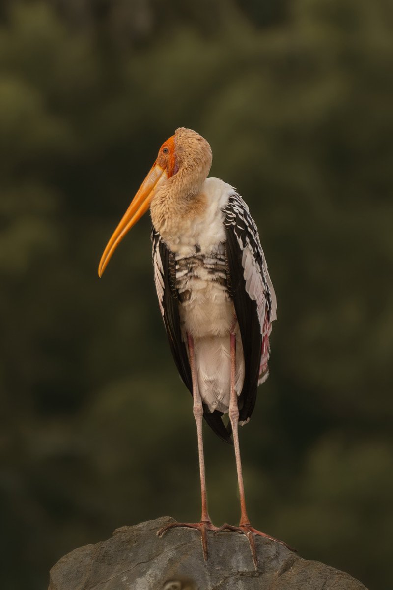 painted stork is standing in the stone